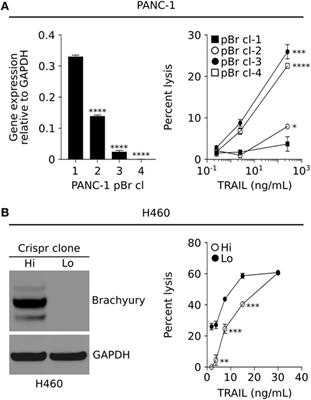 Loss of the Cyclin-Dependent Kinase Inhibitor 1 in the Context of Brachyury-Mediated Phenotypic Plasticity Drives Tumor Resistance to Immune Attack